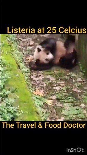 Listeria tumbling motility #mbbsmemes #mbbs #microbiology