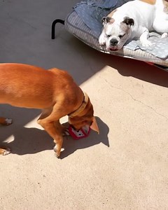 Ruby is somewhat of an alpha female at heart, but I’m pleased to report she behaves more like a beta around @teddyoeb now that she understands her position in the pack. She is always treated secondary to Ted, whether it’s making sure she enters the front door behind him or gets a bone/treat after him. Proof that exuberant Ruby can adapt to an older dog, if given the time and patience. 👍 Posted @withregram • @adoptruby #fosterdog #adoptme #adoptdontshop #fosterdogmom #fosterdogmomlife | Cody's F