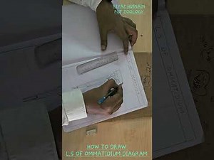 How to Draw Cockroach 🪳 Ommatidium