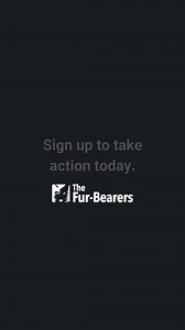 74% of Canadians support a ban on fur farming - sign up to join the call. | The Fur-Bearers