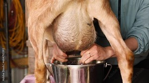 Farmer milking a goat by hand in a barn. Small-scale dairy farming in Ontario, Canada.