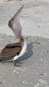 2.1K views · 265 reactions | Please do not feed fish scraps to...