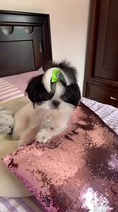 135K views · 4.3K reactions | my pacifier | My shih tzu | Facebook