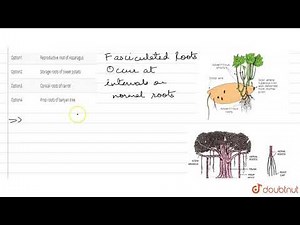 All given modification belong to adventitious roots, except