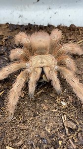 68K views · 1.6K reactions | Let’s feed Strawberry Shortcake, my...