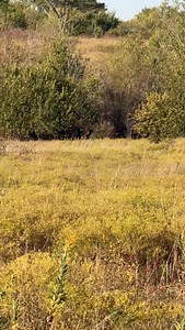 Calling coyotes when it’s hot and windy 💥🐺 #hunt #coyotehunting @luckyduckpremiumdecoys @athlonoptics @okie_coyote_hunters | Heath Baker