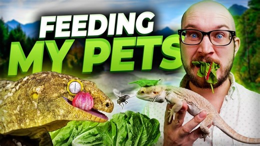 Wickens Wicked Reptiles on Reels