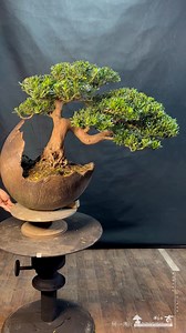 5.6K views · 183 reactions | 整理maintenance-pruning for podocarpus. #Podocarpus #晶鑽羅漢松 | 台灣滿峰園．盆栽網誌團(Bonsai.Taiwan) | Facebook