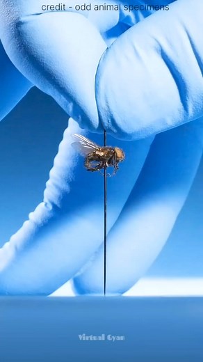 how do flies bite ! #viralreelsfb #reelstrending #knowledge #science | Virtual gyan