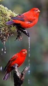 274K views · 18K reactions | #scenery #nature | Jared | Facebook