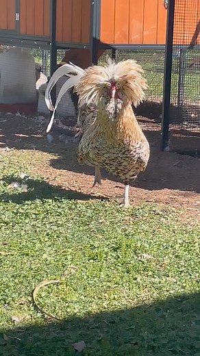 Come here Cornelius you handsome boy! #chickens #backyardchickens #polishchickens #coop #flock | Kara’s chicken coop