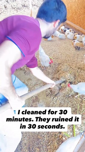 15K views · 129 reactions | The cleaning process of a room with 50 guinea pigs #guineapig #guineapigs #guineapigsofinstagram | Guinea Pigs Unique Toys for Animals - Ginepig / Cavy | Facebook
