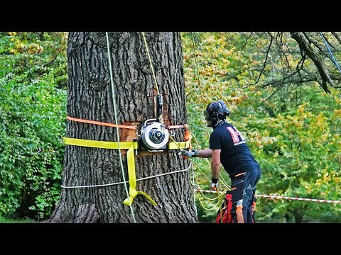 How Harken Winches can be used in Arborism for Controlled Felling