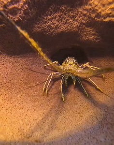 Sunday chill mode! 咽✨ Watch this lobster unwind, relaxing comfortably inside a sponge. #MarineLife #SundayRelaxation #UnderwaterChill #SeaCreatures #OceanVibes #NatureLovers #ScubaCaribe #scubacaribemoments | ScubaCaribe Dominican Republic | Facebook