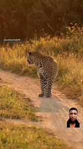 Wildlife 🔥🔥 | Concept Media Studio