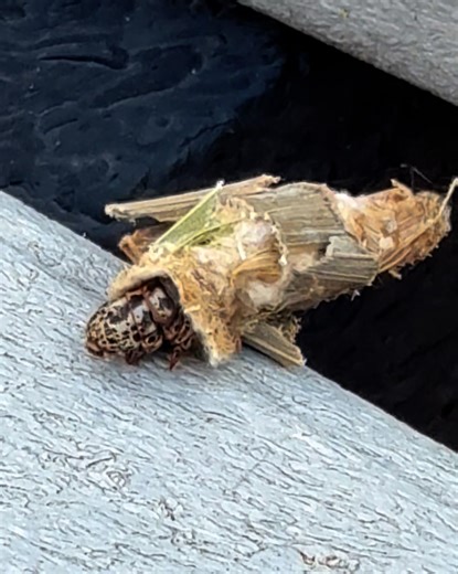 Here is what makes the ‘bag worm’ cocoons that people often spot on evergreens 🌲. Bag worms are a moth caterpillar 🐛. Look at the little legs 🦵!!! The males moths will eventually form and fly away from the cocoon, but females simply stay put and release pheromones 👃 to attract suitors. The female will end up laying eggs 🥚 in the cocoon, which also becomes her tomb 😕. The eggs will survive cold weather 🧊and the cycle will continue the following year when caterpillars hatch in the spring 🌺