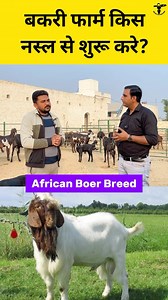 32K views · 174 reactions | Goat  Farming . #microirrigation #goatfarming #farming #goat | Micro Irrigation | Facebook