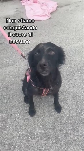 27K views · 971 reactions | Una nuova vita per Maya: aiutala a...