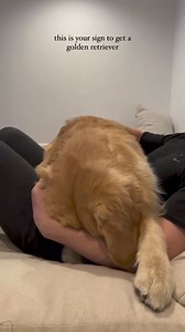 He loves to cuddle 🥰 Cre: winston_furchill | Golden Retriever Overload