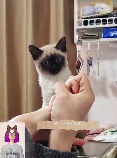 Every cat’s face says it all #pet #petvideos #USA #usa🇺🇸 #usa_tiktok #funnyvideo #petlover #for #funnymoments #cat #catlover #cats #funnycat #fyp Hungry kitten😹😹🥰#funny #catsoftiktok #kittycat #kitty Les animaux les plus drôles😛 vous feront rire sans retenue 😛Cow&Sheep.#cats #cutecats #foryouシ #funnytiktok #usa #funnyanimals #fypシ #cute #funnyreels #catlover😛#funnypost #viralreelschallenge | Funny Animals' Life