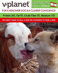 ⚠️Allergy-Prone Dog?⚠️👉🏼Try a Vegan Diet! If your pup has allergies, you've probably been through your fair share of trial-and-error with their diet. It can feel frustrating when no matter what, their itchy skin or tummy troubles inevitably start to flare up again. Before you throw in the towel and accept that your dog will be on lifelong allergy meds, consider this: According to a study conducted in 2016 by Ralf Mueller, animal protein allergies are highly prevalent in dogs, even more so than