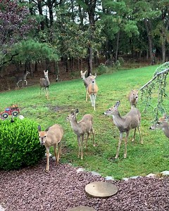 138K views · 3.4K reactions | Herd of deer say hello 歷 | Furry Tails | Facebook