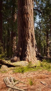 Giant Sequoia Trees at summertime in Sequoia National Park