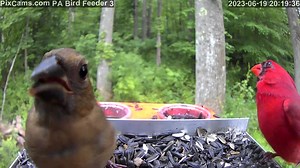 2.6K views · 105 reactions | Check out the video clip we captured of an immature norther cardinal on PA Bird Feeder 3 last night. The immature cardinals have a black beak. That's the easiest way to tell them apart from mature birds. Watch PA Bird Feeder 3 live stream here: https://pixcams.com/pa-bird-feeder-3/ | PixCams | Facebook