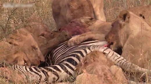 97K views · 927 reactions | Lions immerse themselves in eating zebras #animals | Africa Journey Nature Experience | Facebook