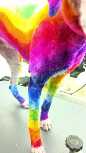 Colorful Rainbow Poodle Grooming Transformation