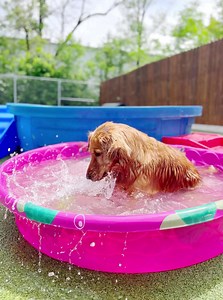 Pampered Pets Bed & Biscuit - Fort Wayne on Reels | Facebook