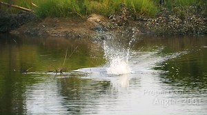 Keganasan Predator Rawa Dilihat Dari Dekat !!! 😱😱😱 | Angler 2001