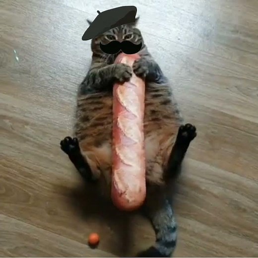 French cat meme #shorts #memes