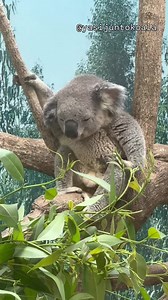 平川動物公園のコアラ「アース」寝ぼけた姿がかわいい瞬間