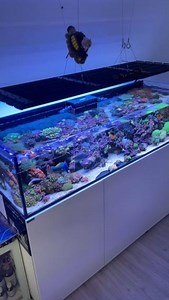 Perfect Reef Tank Views! 🪸😍 📸: noodle_reefer #saltwateraquarium #aquariumfish #aquariumhobby #reeftank | SaltwaterAquarium.com