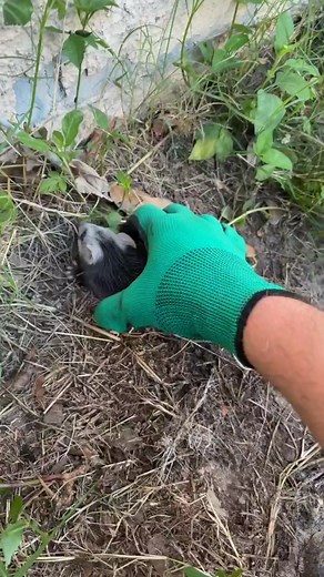 Rescuing a Baby Opossum and Reuniting It with its Mother