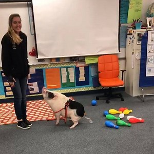 ...and this is how he bowls. | Pickles the Pig