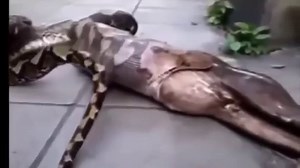 Giant Snake Eats Woman Alive - Biggest Python Snake - Giant Anaconda Attack Human _ Real Or Not -zVk