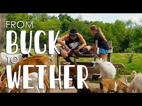 Goat banding 101 (sterilizing goat bucks)