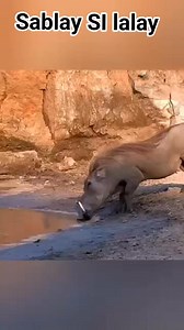 7.1K views · 23 reactions | Sablay si lalay nakatalon Ang baboyramo #everyonefollowers #fbfollowers #fbreelsfypシ゚ #highlights #trending | Flavio Nambatac Bagotsay | Facebook