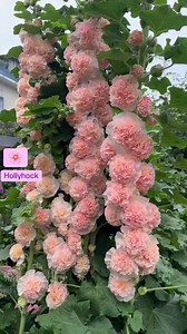 94K views · 3.9K reactions | Alcea rósea | JMundo De Colores | Facebook