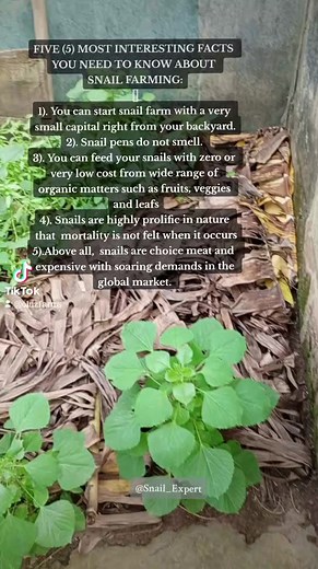 FIVE (5) MOST INTERESTING FACTS ABOUT SNAIL FARMING: 1). You can start snail Farming with a very small capital right from your backyard. 2). Snail pens do not smell. 3). You can feed your snails with zero or very low cost from wide range of organic matters such as fruits, veggies and leafs 4). Snails are highly prolific in nature that mortality is not felt when it occurs 5).Above all, snails are choice meat and expensive with soaring demands in the global market. Call oluzfarms, for your trainin