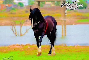 Sardar Asad Farooq Khan ♛ on TikTok