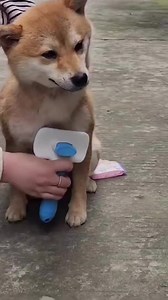 Grooming ☺️ | Shiba Inu Overload