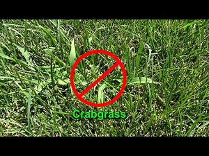 Perfect Crabgrass Control: How to Time Your Pre-Emergent with the GDD Tracker