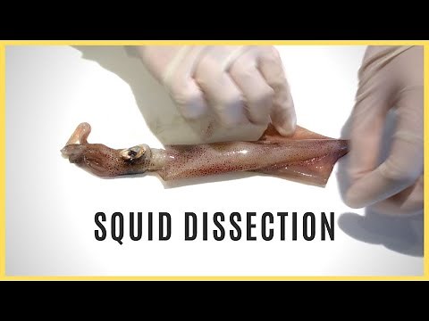 Squid Dissection in 3 Minutes