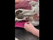 21K views · 511 reactions | This little dog this as found in a snow...