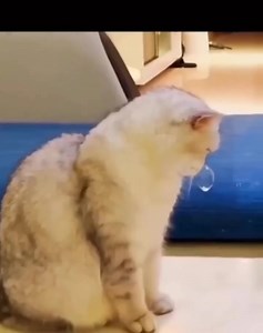 54K views · 1.4K reactions | Me all the day  | 햠햾헌헍헁햾헍헂햼 Mood | Facebook