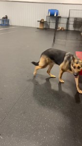 1.3K views · 46 reactions | Zooma zooma zoom zoom zoom | The Barking Lot of WNY, Inc. | Facebook