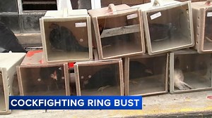 Suspected cockfighting operation uncovered in Kensington